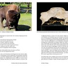 Links: „Urwüchsigkeit und geballte Kraft – ein Bison im Wildpark Ferleiten.“ Rechts: „Der in Aufhausen gefundene Wisentschädel...“
