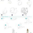 "Taube" und "Fliegende Stockente". Illustrationen zeigen Schritt-für-Schritt-Zeichnungen beider Vögel. Nummeriert 1-7.