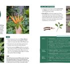 TIPP: Gegen Blattläuse hilft eine Rapsöl-Wasser-Mischung. Bilder von Möhren und Bohnen. Sortenempfehlungen.