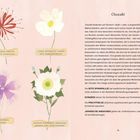 Text: "Wie Wildblumen solltest auch du dir gestatten, zu wachsen." Auf blassem Grün, japanisches Zeichen, "Mokuteki ZIELE".
