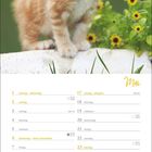 Kalenderseite Mai, Feiertage wie Christi Himmelfahrt, Pfingsten vermerkt. Süßes Kätzchen vor grünem Hintergrund.