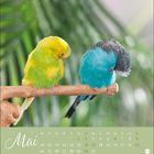 Text: "Mai", Monatskalender. Zwei Wellensittiche auf einem Ast, ein gelber und ein blauer, vor unscharfem grünen Hintergrund.
