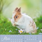 "Mai" und Kalendertage in einer Tabelle. Ein Kaninchen sitzt im Gras mit Blumen, sanfter grüner Hintergrund.
