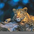 05 | MAI. Ein Leopard ruht auf einem Baumstamm vor einem verschwommenen blauen Hintergrund.