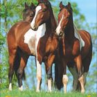 Mai. 1 2 3 4 5 6 7 8 9 10 11 12 13 14 15 16 17 18 19 20 21 22 23 24 25 26 27 28 29 30 31. Drei Pferde auf einer Wiese.