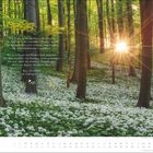 Texte: "Was je mir spielt' um Sinnen und Gemüte...Aus ‚Der Wald‘ von Ludwig Uhland." 
Sonnenstrahlen durchleuchten einen Wald.