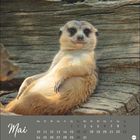 Mai, Kalendertage von Montag bis Sonntag, darunter ein Erdmännchen auf einem Baumstamm liegend.
