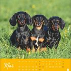 "Mai" Kalenderblatt mit drei Dackeln auf grünem Gras und gelbem Hintergrund, darunter ein Monatskalender.