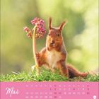 "Mai" steht über einem rosa Kalenderblatt. Ein Eichhörnchen steht neben einer Blume im Gras.