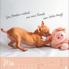"Das Paradies verdient, wer seine Freunde zum Lachen bringt." Kalender für Mai mit einem spielenden Chihuahua und Kuscheltier.