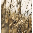 „MAI“ steht unten, darunter winzige Kalenderdaten. Unscharfer Hintergrund zeigt Grashalme mit Tautropfen.