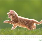 Text: "1.5. Maifeiertag, 6.5. Christi Himmelfahrt, 9.5. Muttertag, 16./17.5. Pfingsten, 27.5. Fronleichnam, Mai."  
Eine Kätzchen jagt einen Marienkäfer.