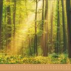 "Mai" und Kalendertage darunter; Sonnenstrahlen durchdringen einen grünen, lebendigen Wald.