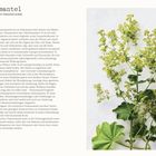 Frauenmantel: Der Allrounder in der Frauenheilkunde. Abbildung eines Pflanzenstängels mit gelblich-grünen Blüten.