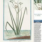 "Meerstrand-Binse, Truncus maritimus. Illustration einer Pflanze mit langen grünen Blättern und Blüten. Kalenderblatt: November."