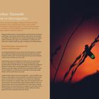 Glühwürmchen: Tanzende Sterne im Mondgarten. Silhouette eines Glühwürmchens auf einem Grashalm vor orangenem Hintergrund.