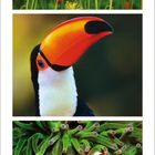 Kalenderblatt mit Mai 2027. Oben bunte Blumen, in der Mitte ein Tukan, unten ein Clownfisch in Anemone.