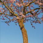 5, 2021. Kalenderblatt mit blühendem Kirschbaum vor blauem Himmel, darunter grüne Wiese.