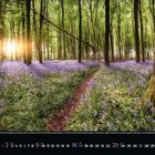 Mai 2023. Pfad durch Wald mit lila Blumen, Sonnenlicht strahlt durch die Bäume. Unten Kalender mit hervorgehobenen Daten.