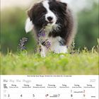 Kalender für Mai 2027, Sonntag 1. Feiertage: Christi Himmelfahrt (Do, 6), Pfingstmontag (Mo, 24). Border Collie-Welpe im Gras.