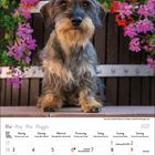 Kalenderseite Mai 2027 mit einem Rauhaardackel vor Blumen.