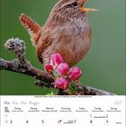 Oben: "Zaunkönig, Wren - Foto: Jean-Louis Klein" Unten: Kalender für Mai 2027. Ein Zaunkönig sitzt auf einem Ast mit rosa Knospen.