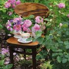 Eine Holzbühne mit rosa Blumen in Vasen und eine Teetasse mit Untertasse, umgeben von blühenden Rosengestrüpp.