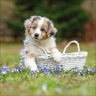 Ein Welpe sitzt in einem weißen Korb auf einer Wiese mit blauen Blumen, im Hintergrund unscharf grüne Bäume.
