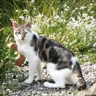 (Text nicht vorhanden) Eine weiß-schwarz getigerte Katze steht auf Kies vor grünem Gebüsch mit weißen Blüten.