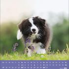 Ein Kalender für Mai 2027. Ein Welpe spielt neugierig im Gras mit violetten Blumen im Hintergrund.