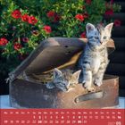 Kalender für Mai 2027. Zwei getigerte Kätzchen in einem offenen, alten Koffer vor einem Hintergrund mit roten Blumen.