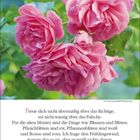 "April 20-27. Freue dich nicht übermäßig über das Richtige, sei nicht traurig über das Falsche." Rosa Rosen im Hintergrund.