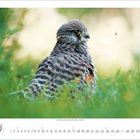 Mai Kalenderblatt. Ein Falke sitzt im Gras, Blick nach links. Der Hintergrund ist grünlich verschwommen.