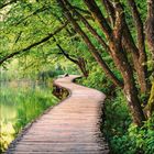Holzpfad führt durch grünen, dicht bewachsenen Wald entlang eines ruhigen Sees, von Bäumen flankiert.