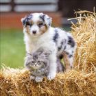 Es gibt keinen Text. Ein flauschiger Welpe und ein graues Kätzchen sitzen zusammen auf einem Strohballen.