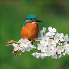 Ein Eisvogel mit leuchtend blau-orangefarbenem Gefieder sitzt auf einem Ast voller weißer Blüten, vor grünem Hintergrund.