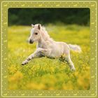 Ein weißes Fohlen springt über eine gelbe Blumenwiese. Der Rahmen ist olivgrün mit kleinen Pferde-Silhouetten.