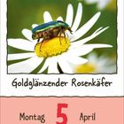 Text: "Goldglänzender Rosenkäfer", "Montag 5 April." Ein schillernder Käfer auf einer weißen Blume.