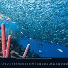 5 / 2022, dekorativer Kalender mit Unterwasseraufnahme: Schwarm silberner Fische, bunte Korallen im Vordergrund.