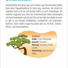 b) Unzertrennliche
Steckbrief: Größe: 13-18 cm, Gewicht: 50 g, Nahrung: Gras, Früchte, Verbreitung: Tropen Afrikas. Illustration eines Baums.