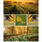 Monatskalender Mai. Oben gelbes Rapsfeld im Sonnenaufgang, mittig Schmetterling auf Blume, unten Frühlingswald mit Bärlauch.