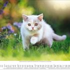 Unter einem Kalender im Mai läuft eine pelzige, cremefarbene Katze auf grünem Rasen, umgeben von verschwommenen Blumen.