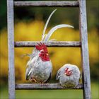 Ein Hahn und eine Henne sitzen nebeneinander auf einer Holzleiter vor unscharfem, gelbem Hintergrund.