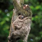 Zwei Faultiere klammern sich an einen Baumstamm. Der Hintergrund ist grün mit unscharfem Laub.