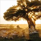 Löwen ruhen im Schatten eines Baumes, während die Sonne durch die Blätter strahlt und einen warmen, goldenen Schein erzeugt.