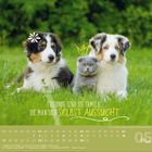 "Freunde sind die Familie, die man sich selbst aussucht." Ein Hund, eine Katze und ein weiterer Hund sitzen auf Gras.