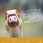 Ein Gans schaut mit witzigem Ausdruck. Text: "ICH WEISS NICHT, WAS DU MEINST. ICH BIN DOCH IMMER GANS ERNST." Unten Kalender Mai 2027.