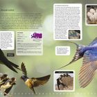 "Rauchschwalbe (Hirundo rustica)." Steckbrief: Länge 17-19 cm, Spannweite 32-34 cm, Gewicht 16-22 g. Bilder von Schwalben in Flug und Nest.