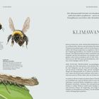 Lepidoptera Schmetterlinge. Texte über Tag- und Nachtfalter, Flügelfarbe und Anpassung an das Klima. Illustrationen von sechs Schmetterlingen.