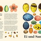 Ei und Samen. Im Karbon und frühen Perm (359 bis 252 Millionen Jahren) entstanden die größten Sumpfwälder aller Zeiten. 